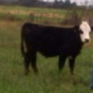 Meet your Posher, Becky